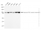 KD-Validated Anti-Argonaute RISC catalytic component 2 Rabbit Monoclonal Antibody