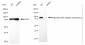 KD-Validated Anti-Argonaute RISC catalytic component 2 Rabbit Monoclonal Antibody