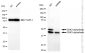 KD-Validated Anti-GSK3 alpha/beta Rabbit Monoclonal Antibody