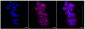 KD-Validated Anti-Flotillin 1 Rabbit Monoclonal Antibody
