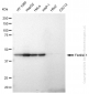 KD-Validated Anti-Flotillin 1 Rabbit Monoclonal Antibody