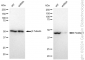 KD-Validated Anti-Flotillin 1 Rabbit Monoclonal Antibody