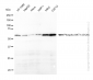 KD-Validated Anti-Phospho-AKT1 (S129) Rabbit Monoclonal Antibody