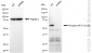 KD-Validated Anti-Phospho-AKT1 (S129) Rabbit Monoclonal Antibody