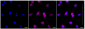 KD-Validated Anti-Smad4 Rabbit Monoclonal Antibody