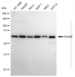 KD-Validated Anti-Smad4 Rabbit Monoclonal Antibody