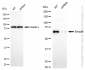 KD-Validated Anti-Smad4 Rabbit Monoclonal Antibody