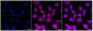 KD-Validated Anti-pro Caspase 3 Rabbit Monoclonal Antibody