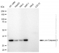 KD-Validated Anti-pro Caspase 3 Rabbit Monoclonal Antibody