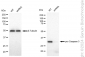 KD-Validated Anti-pro Caspase 3 Rabbit Monoclonal Antibody