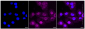 KD-Validated Anti-Glycogen synthase kinase 3 beta Rabbit Monoclonal Antibody