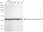 KD-Validated Anti-Glycogen synthase kinase 3 beta Rabbit Monoclonal Antibody