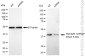 KD-Validated Anti-Glycogen synthase kinase 3 beta Rabbit Monoclonal Antibody