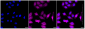 KD-Validated Anti-ATP citrate lyase Rabbit Monoclonal Antibody