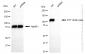 KD-Validated Anti-ATP citrate lyase Rabbit Monoclonal Antibody