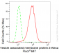 KD-Validated Anti-Vesicle associated membrane protein 2 Rabbit Monoclonal Antibody