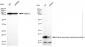 KD-Validated Anti-Vesicle associated membrane protein 2 Rabbit Monoclonal Antibody