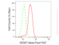 KD-Validated Anti-MCM7 Rabbit Monoclonal Antibody