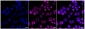 KD-Validated Anti-MCM7 Rabbit Monoclonal Antibody