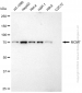 KD-Validated Anti-MCM7 Rabbit Monoclonal Antibody