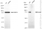 KD-Validated Anti-MCM7 Rabbit Monoclonal Antibody