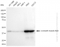 KD-Validated Anti-alpha smooth muscle Actin Rabbit Monoclonal Antibody