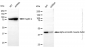 KD-Validated Anti-alpha smooth muscle Actin Rabbit Monoclonal Antibody