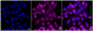 KD-Validated Anti-PRKRA Rabbit Monoclonal Antibody