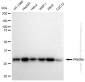 KD-Validated Anti-PRKRA Rabbit Monoclonal Antibody