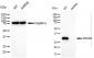 KD-Validated Anti-PRKRA Rabbit Monoclonal Antibody