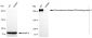 KD-Validated Anti-Chromodomain helicase DNA binding protein 3 Rabbit Monoclonal Antibody