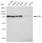 KD-Validated Anti-IKK alpha Rabbit Monoclonal Antibody