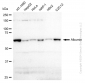KD-Validated Anti-Albumin Rabbit Monoclonal Antibody