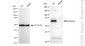 KD-Validated Anti-Albumin Rabbit Monoclonal Antibody