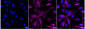 KD-Validated Anti-PRAS40 Rabbit Monoclonal Antibody