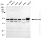 KD-Validated Anti-PRAS40 Rabbit Monoclonal Antibody