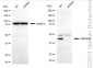 KD-Validated Anti-PRAS40 Rabbit Monoclonal Antibody