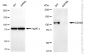 KD-Validated Anti-CD163 Rabbit Monoclonal Antibody