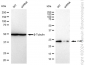 KD-Validated Anti-CLPP Rabbit Monoclonal Antibody
