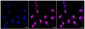 KD-Validated Anti-LAMP2 Rabbit Monoclonal Antibody
