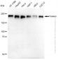KD-Validated Anti-Tuberin Rabbit Monoclonal Antibody