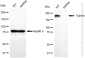 KD-Validated Anti-Tuberin Rabbit Monoclonal Antibody