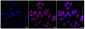 KD-Validated Anti-Phospho-GSK3 beta (Ser9) Rabbit Monoclonal Antibody