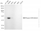 KD-Validated Anti-Phospho-GSK3 beta (Ser9) Rabbit Monoclonal Antibody