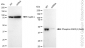 KD-Validated Anti-Phospho-GSK3 beta (Ser9) Rabbit Monoclonal Antibody