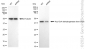 KD-Validated Anti-Acyl-CoA dehydrogenase short chain Rabbit Monoclonal Antibody