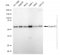 KD-Validated Anti-Cyclin B1 Rabbit Monoclonal Antibody