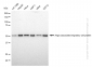 KD-Validated Anti-Angio associated migratory cell protein Rabbit Monoclonal Antibody