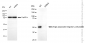 KD-Validated Anti-Angio associated migratory cell protein Rabbit Monoclonal Antibody
