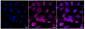 KD-Validated Anti-Arp3 Rabbit Monoclonal Antibody